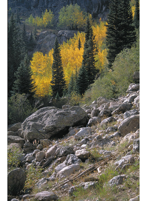 Three Aspen